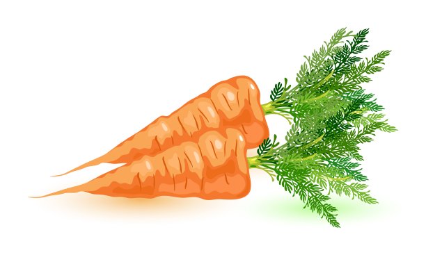 三根带叶子的新鲜胡萝卜。带有甜味的橙色根菜。图片下载