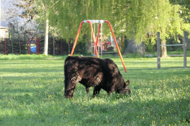 放牧的牛图片下载