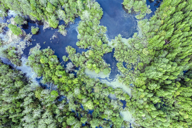 夏季森林湿地的鸟瞰图。无人驾驶飞机的照片图片下载