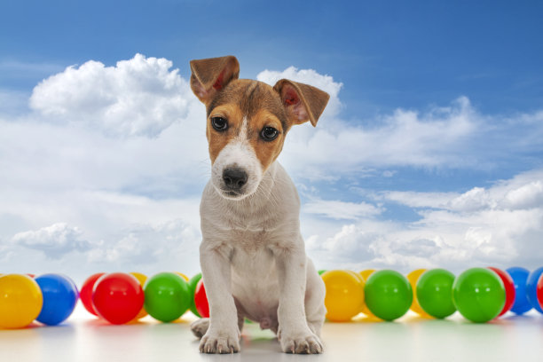 杰克罗素小狗在花园里玩彩色塑料球图片下载