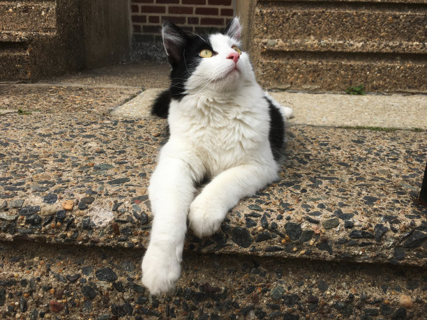 布娃娃小猫向上看图片下载