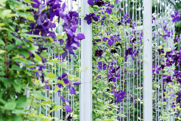 一株盛开的蓝色铁线莲沿着金属结构上的绳索缠绕图片下载