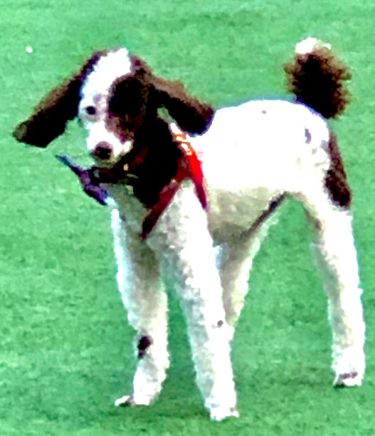 顽皮的黑白小狗图片下载