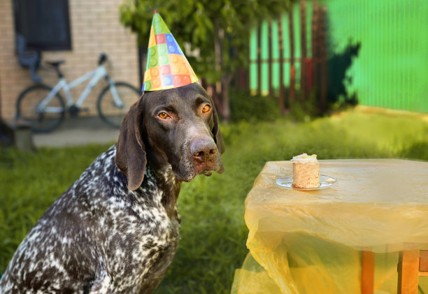 唐戴着生日帽和蛋糕图片下载
