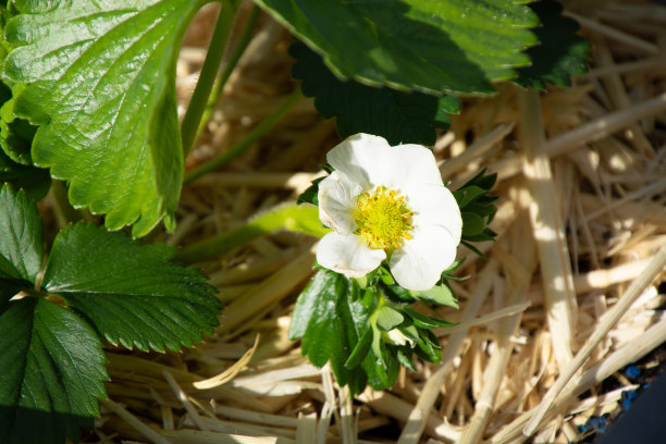 在春天的阳光下，小小的白色草莓花和新鲜的绿叶生长在稻草上图片下载