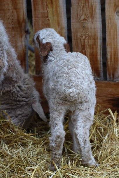 可爱的新生小羊羔被隔离在农田里图片下载