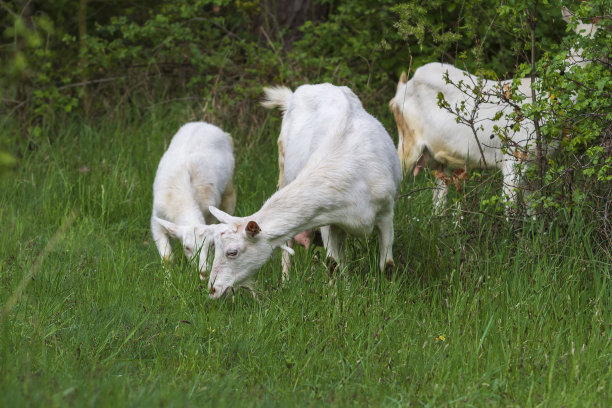 草地上的白山羊咬树吃草图片下载