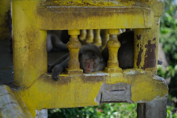 阳台上疲惫的猴子图片下载