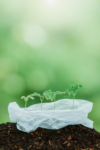 绿色年轻的热带植物生长在塑料袋。图片下载