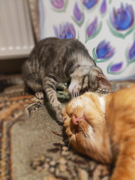 宠物的爱。图片下载