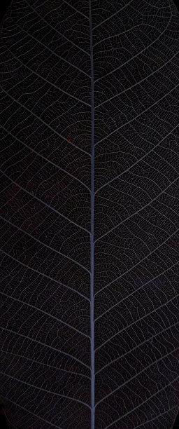 干叶脉纹理、脉序图案图片下载