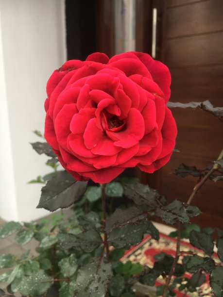 红玫瑰图片下载