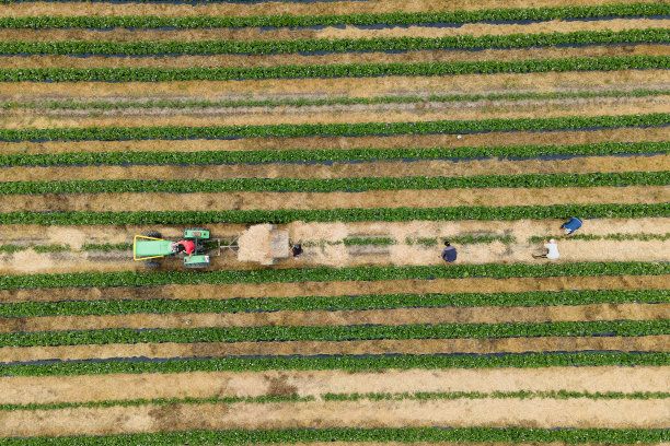 农民鸟瞰图，许多工人用拖拉机在作物行间安排秸秆。图片下载