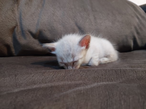 猫的睡眠图片下载