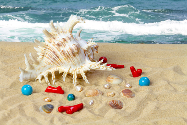 沙滩上的海螺、珊瑚组合，海洋背景图片下载
