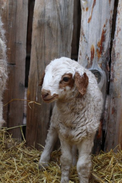 可爱的新生小羊羔被隔离在农田里图片下载