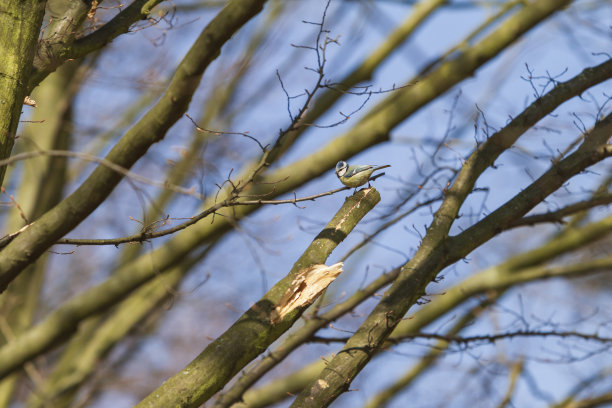 蓝色山雀坐在树梢的树枝上图片下载