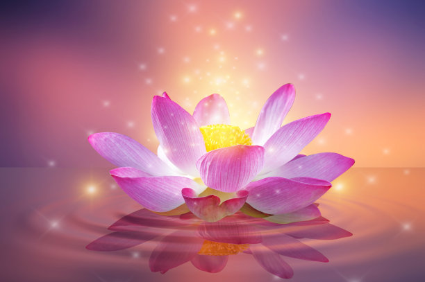 荷花粉红色浅紫色浮光闪闪紫色背景图片下载