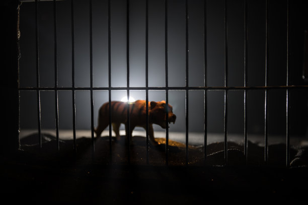 一只微型的老虎站在动物园的笼子里，梦想着自由。创意装饰与彩色背光与雾。图片下载