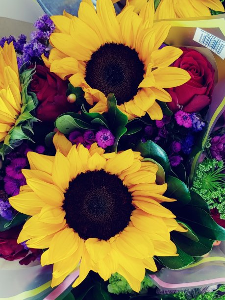 向日葵花束图片下载