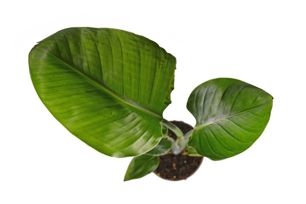 俯瞰热带“Strelitzia Nicolai”，或“大白鸟天堂”花园和室内植物图片下载