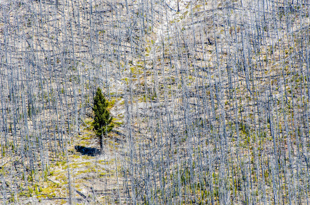 一棵幸存的常青树图片下载