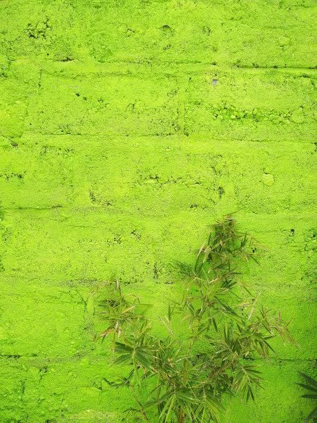 鲜绿的图片下载