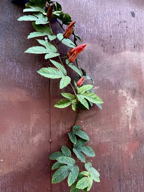 葡萄 /锈图片下载