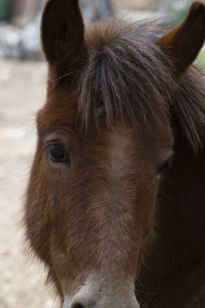 在一个模糊的背景上，一头可爱的棕色驴的脸的正面肖像图片下载
