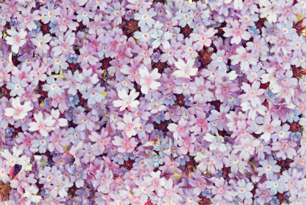 花的背景图片下载