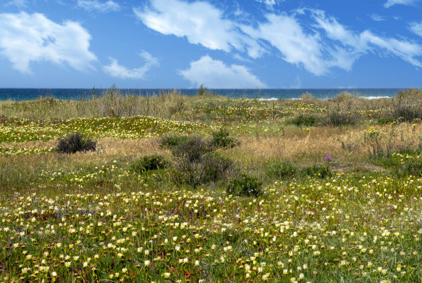 草地沙滩图片下载