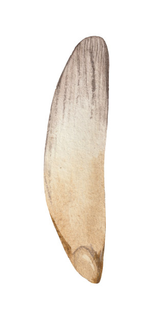 水彩元素，松子。图片下载