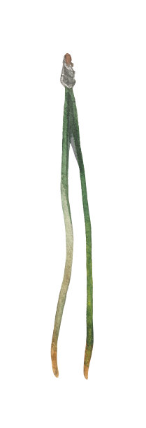 水彩元素，松针图片下载