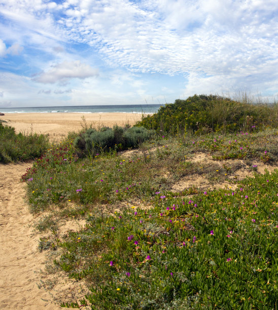 草地沙滩图片下载