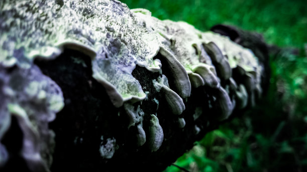 树枝上覆盖着苔藓图片下载