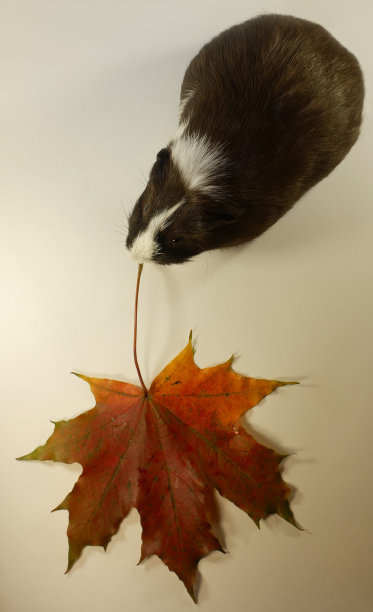 带着枫叶的有趣的豚鼠。动物的肖像。图片下载
