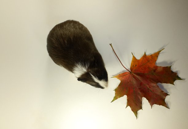 带着枫叶的有趣的豚鼠。动物的肖像。图片下载