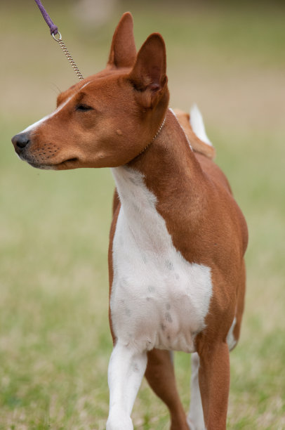 巴辛吉看左图片下载