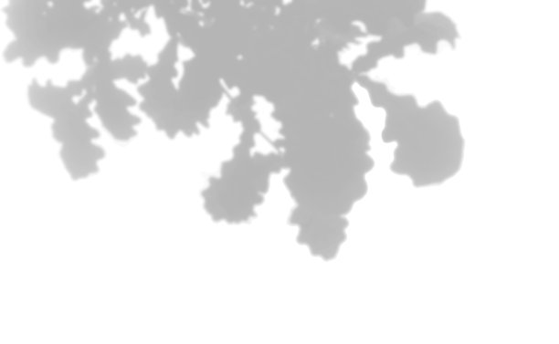 夏季背景植物阴影阴影橡树图片下载