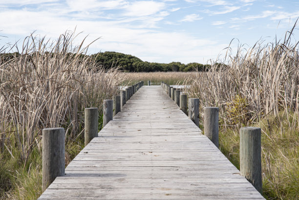 湿地木板路图片下载