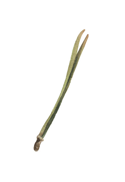 水彩元素，松针图片下载