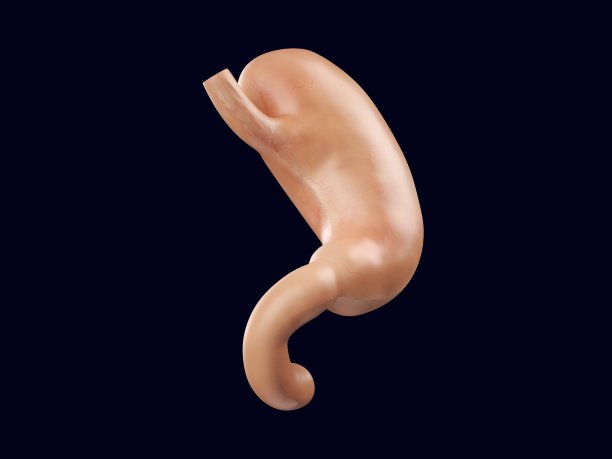 解剖学上准确逼真的人体内脏器官-胃的三维插图图片下载