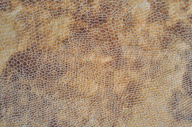 皮革纹理特写(正面镜头)图片下载