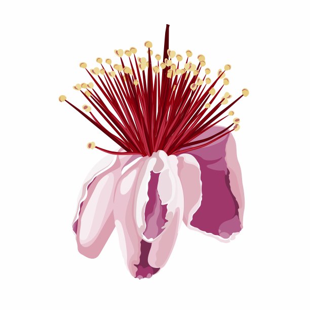 菲若手绘插图。雕刻的植物果实在开花。复古热带花卉设计。图片下载