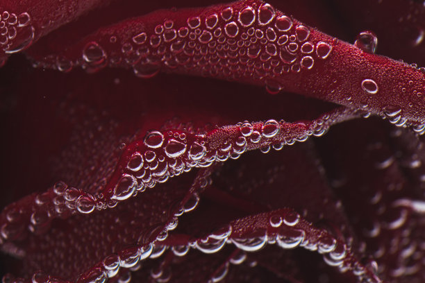 红色背景上的一朵红玫瑰，水中的气泡。图片下载