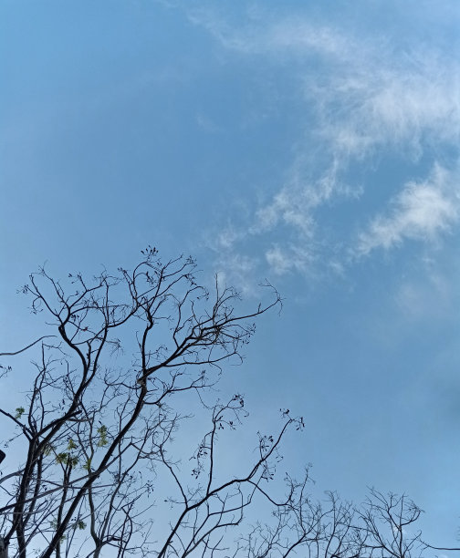 枯枝蓝天。图片下载