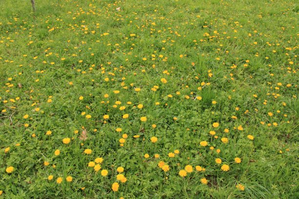 黄色的花在绿色的草坪上。图片下载