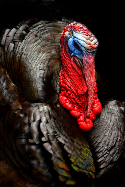 一只火鸡在黑色背景上的肖像图片下载
