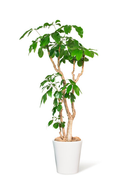 室内盆栽植物图片下载