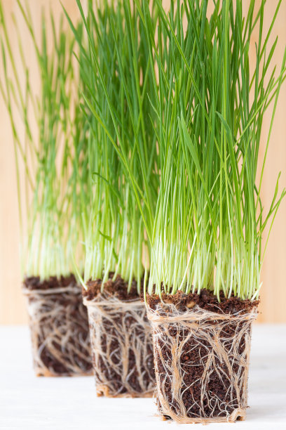 刚发芽的麦草。营养盆子与根在椰子土在白色木制背景。鲜绿的叶子和茎。图片下载